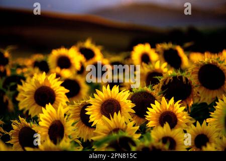 Dieses atemberaubende Bild zeigt einen wunderschönen Sonnenuntergang über einem Sonnenblumenfeld in Rumänien Stockfoto