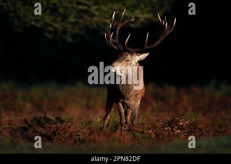 Nahaufnahme eines Rothirschhirsches im Herbst, Großbritannien. Stockfoto