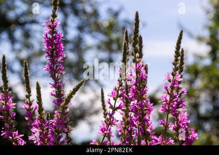 Rosafarbene Blüten von blühenden lila Loosestrife Lythrum salicaria an der Küste. Stockfoto