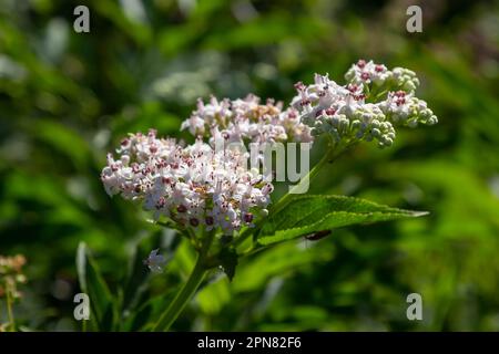 Schwarze Danewort-Sambucus-ebulus-Beeren aus der Nahaufnahme. Blühendes Danewort, Zwergholzbeere oder Holunderkraut, Sambucus ebulus. Stockfoto