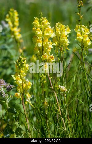 Linaria vulgaris, die Namen sind gemeiner Karottenflachs, gelber Karottenflachs oder Butter und Eier, die im Sommer blühen. Stockfoto