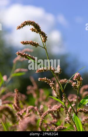 Farbenfrohe Persicaria longiseta, eine blühende Pflanze in der Knotweed-Familie. Stockfoto