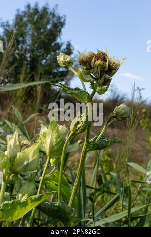 Cirsium oleraceum ist eine Pflanzenart aus der Familie der Asteraceae, die in Europa vorkommt, z. B.. Sibirien und Kasachstan. Stockfoto