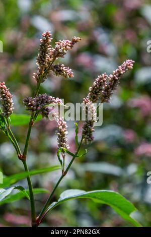 Farbenfrohe Persicaria longiseta, eine blühende Pflanze in der Knotweed-Familie. Stockfoto