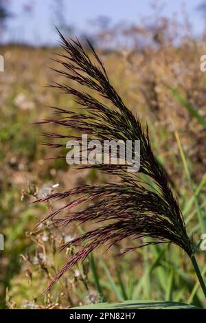 Phragmites australis ist eine mehrjährige bläulich-grüne Pflanze der Grasfamilie mit einem langen schleichenden Rhizom. Stockfoto