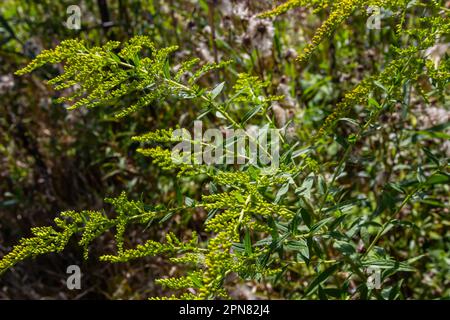 Gelbe Panikel von Solidago-Blumen im August. Solidago canadensis, auch bekannt als Kanadische Goldstange oder Kanadische Goldstange, ist eine mehrjährige krautige Pflanze Stockfoto