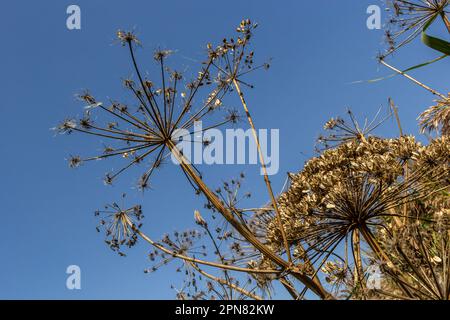 Der Riese Hogweed Heracleum mantegazzianum gegen den blauen Himmel. Trockenes Hogweed mit riesigen Körben mit Samen. Körbe eines riesigen Hogweeds mit Samen Stockfoto