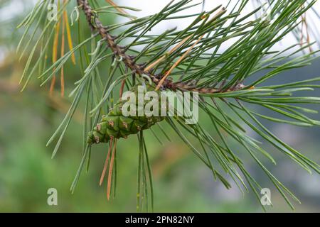 Kiefer Grüner Kiefernzapfen hängt an Tannennadeln Ast. Heilpflanze. Stockfoto