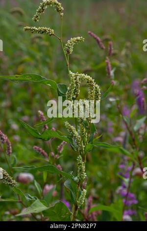 Farbenfrohe Persicaria longiseta, eine blühende Pflanze in der Knotweed-Familie. Stockfoto