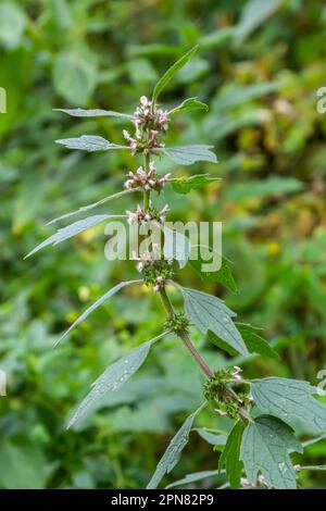 Leonurus cardiaca, auch bekannt als Mutterkraut. Andere gebräuchliche Namen sind Wurfmaische, Löwenohr und Löwenschwanz. Heilpflanze. Wächst in der Natur. Stockfoto