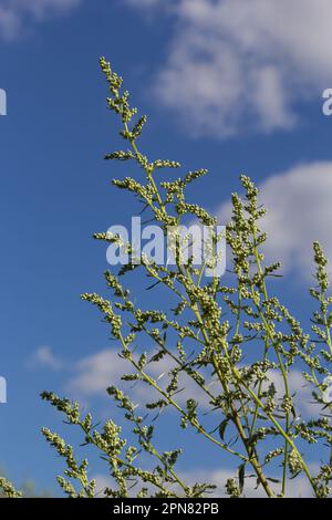 Artemisia absinthium ist eine mehrjährige Pflanze der Familie Ostern. Medizin, Lebensmittel, Phytonzid, ätherisches Öl, Farbstoff, Gerbstoffhaltige und insektizide Kultur Stockfoto