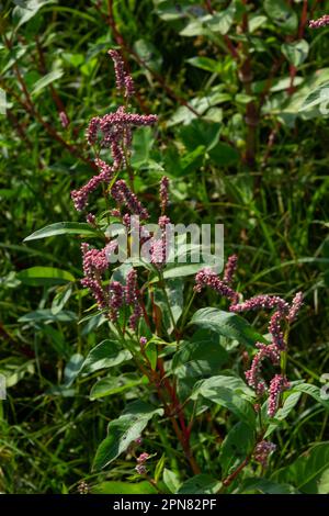 Persicaria longiseta ist eine Art Blütenpflanze in der Knotweed-Familie, bekannt unter den gebräuchlichen Namen Oriental Lady's Thumb, Bristly Lady's Thumb, Asi Stockfoto