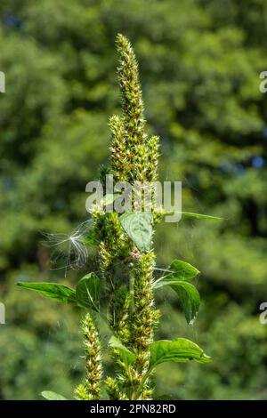 Amaranthus retroflexus Rote-Wurzel-Amaranth, redrootiertes Schweinefleisch, gemeiner Amaranth, Schweinefleisch-Amaranth und gemeiner Stummelaffe. Unkraut und Heilpflanze. Stockfoto