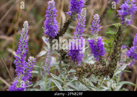 Blue Spike Speedwell, Veronica spicata, blühend in einem Dünen Garten im Juni, mit selektivem Fokus. Stockfoto