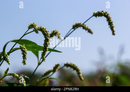 Farbenfrohe Persicaria longiseta, eine blühende Pflanze in der Knotweed-Familie. Stockfoto