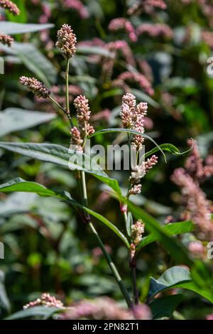 Farbenfrohe Persicaria longiseta, eine blühende Pflanze in der Knotweed-Familie. Stockfoto