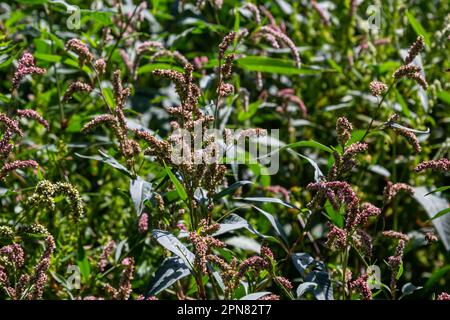 Farbenfrohe Persicaria longiseta, eine blühende Pflanze in der Knotweed-Familie. Stockfoto