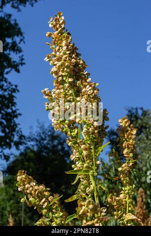 Rumex-Knusperpflanze. Blütenspitze andocken, rot in der Sonne. Nature-Unkraut-Makro. Stockfoto