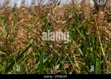 Phragmites australis ist eine mehrjährige bläulich-grüne Pflanze der Grasfamilie mit einem langen schleichenden Rhizom. Stockfoto