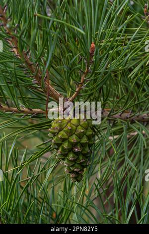 Kiefer Grüner Kiefernzapfen hängt an Tannennadeln Ast. Heilpflanze. Stockfoto