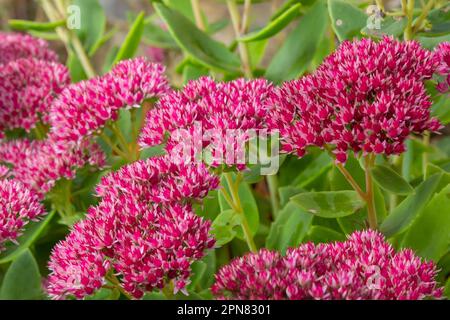 Rote blühende Sedum-Pflanze, Hylotelephium telephium. Wunderschöne Herbstblumen im Garten. Stockfoto