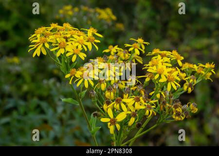 Nahaufnahme vieler Schmetterlinge auf einer gelben blühenden gewöhnlichen Ragwurz- oder Jacobaea vulgaris-Pflanze. Stockfoto