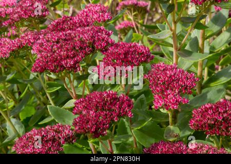 Rote blühende Sedum-Pflanze, Hylotelephium telephium. Wunderschöne Herbstblumen im Garten. Stockfoto