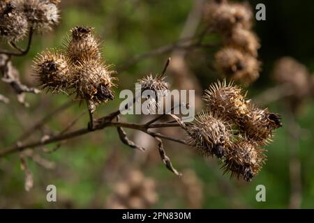 Die Stachelkraut-Burdock-Pflanze oder Arctium-Pflanze aus der Familie der Asteraceae. Trockenes braunes Arctium minus. Getrocknete Samenköpfe im Herbst. Reife Grate mit scharfem C. Stockfoto