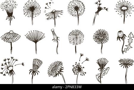Blumen Löwenzahn-Skizze, alte Doodle-Löwenkerne fliegen. Handgezeichnete Blumengrafik, abstrakte Sommerfrühlingskunst blühen neoterische Vektorelemente Stock Vektor