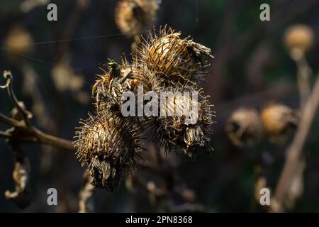 Die Stachelkraut-Burdock-Pflanze oder Arctium-Pflanze aus der Familie der Asteraceae. Trockenes braunes Arctium minus. Getrocknete Samenköpfe im Herbst. Reife Grate mit scharfem C. Stockfoto