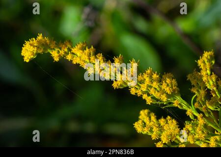 Gelbe Panikel von Solidago-Blumen im August. Solidago canadensis, auch bekannt als Kanadische Goldstange oder Kanadische Goldstange, ist eine mehrjährige krautige Pflanze Stockfoto