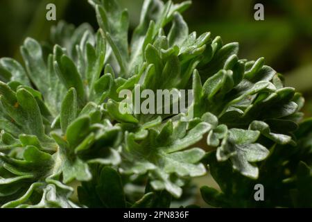 Wermut grün grau hinterlässt Hintergrund. Artemisia absinthium absinthium, Absinth, grüne graue Wurmpflanze, Nahaufnahme Makro, Draufsicht. Stockfoto