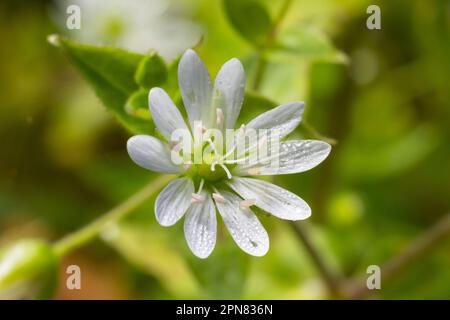 Myosoton aquaticum, Pflanze mit kleiner weißer Blume, bekannt als Wasserkicherkraut oder riesiges Kicherkraut auf grünem, verschwommenem Hintergrund. Stockfoto