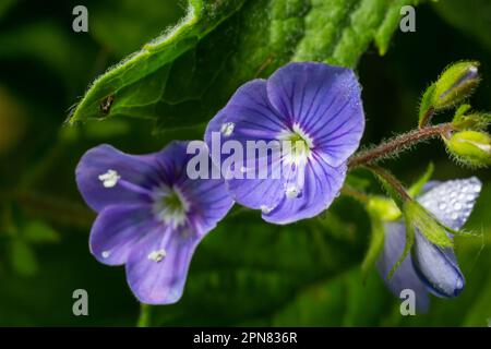 Veronica chamaedrys oder Germander Speedwell Blume, Makro, Nahaufnahme. Stockfoto