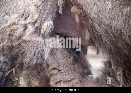 Stralsund, Deutschland. 17. April 2023. Der Nachwuchs saugt an Mutter Kim im Stralsund Zoo. Laut Zoo wurde das Fohlen am 26. März 2023 geboren. Seine Mutter stammt ursprünglich aus dem Bernburger Zoo in Sachsen-Anhalt und sein Vater aus dem Grabowhöfe Zoo im Mecklenburger Seengebiet. Kredit: Stefan Sauer/dpa/Alamy Live News Stockfoto