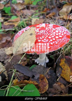 Giftpilze, eine rote Fliege, Agaric im Wald, Nahaufnahme Stockfoto