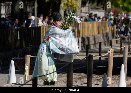 Der Shinto-Priester des Tsurugaoka-Hachimangu-Schreins reinigt vor Beginn der Veranstaltung rituell die Yabusame-Arena (japanisches Reitbogenschießen). Zum ersten Mal nach 4 Jahren kehrt das Kamakura Festival zurück, und damit auch das Yabusame-Turnier (japanisches Bogenschießen). Yabusame ist eine Sportveranstaltung, deren Ursprünge bis 300 v. Chr. (Jomon-Zeit) zurückreichen. Zuerst zu Fuß, dann aus dem 4. Jahrhundert, begannen die Konkurrenten, Pferde zu benutzen. Ursprünglich schossen die Bogenschützen in Duellen aufeinander. Heute werden Ziele verwendet. Stockfoto