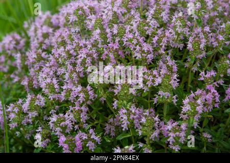 Das Makrofoto von Thymus serpyllum, Breckland Thyme. Breckland wilder Thymian, schleichender Thymian oder Elfthymianblüte. Naturmedizin. Cu Stockfoto