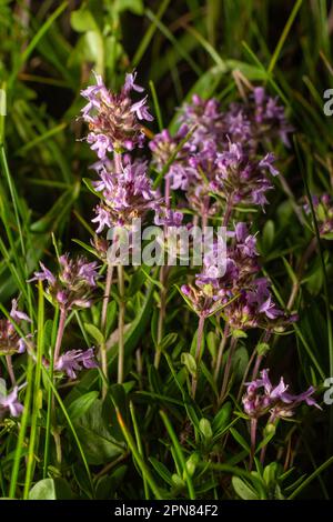 Das Makrofoto von Thymus serpyllum, Breckland Thyme. Breckland wilder Thymian, schleichender Thymian oder Elfthymianblüte. Naturmedizin. Cu Stockfoto