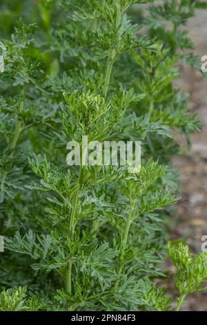 Leuchtend grüner Wermut. Das Konzept des Anbaus von Garten-, Gewürz- und Heilpflanzen. Stockfoto