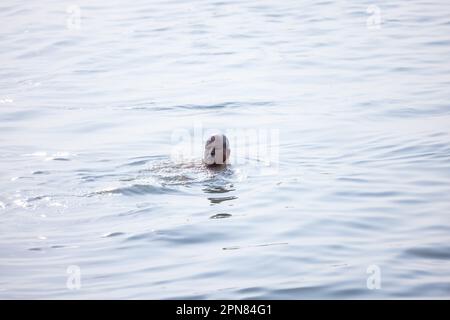 Varanasi, Indien - Nov. 2022: Portrait eines unidentifizierten Brachmin männlichen, der während des Sonnenaufgangs in den ganges eintaucht, um hinduistische Rituale durchzuführen. Stockfoto