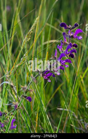 Salvia pratensis Salbeiblüten in Blüte, blühende Blütenviolett violette Wiesenblumen, grüne Grasblätter. Stockfoto