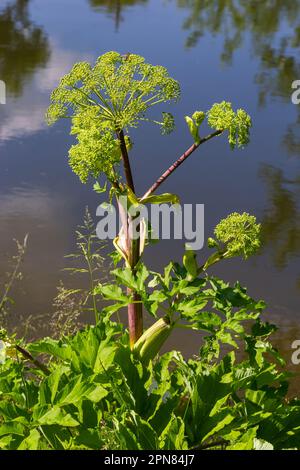 Angelica, Angelica, Archangelica, gehört zu der wilden Pflanze mit grünen Blumen. Es ist eine wichtige Heilpflanze und wird auch in der Medizin verwendet. Stockfoto