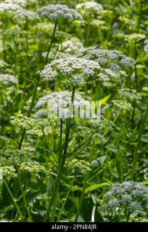 Blick auf eine weißblütige Wiese von Aegopodium podagraria L. aus der Familie der Apiales, gemeinhin als Erdenälteste, Grünland, Bischof, Unkraut bezeichnet, Stockfoto