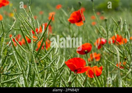 Gebräuchliche Namen für Papaver Rhoeas sind Maismohn, Maisrosen, Ackerland, Flandern, Rotmohn oder Gemeine Mohnblume. Stockfoto