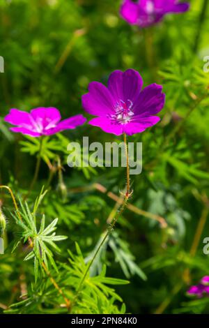 Violette Blüten von Wild Geranium maculatum aus nächster Nähe. Frühling Natur, Frühling Garten. Geranium maculatum, die wilde Geranium, ist eine mehrjährige Pflanze aus der Heimat Stockfoto