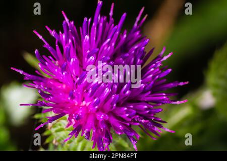 Ein blühender Strauß rosa sät Cirsium arvense in einer natürlichen Umgebung, inmitten von Wildblumen. Die schleichende Distel im Sommer blühende Kreiselarvense. Viole Stockfoto