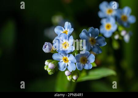 Wunderschöne kleine hellblaue und weiße Wiesenblumen. Frische Frühlingsblüten. Vergiss mich nicht, dass ich nicht auf grünem Grashintergrund blühe. Myosotis, Alpestri Stockfoto