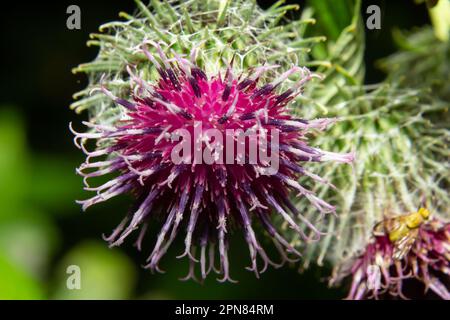 Arctium tomentosum, gemeinhin als Wollklette oder Klette bekannt, ist eine Art Klette, die zur Familie Asteraceae gehört. Stockfoto