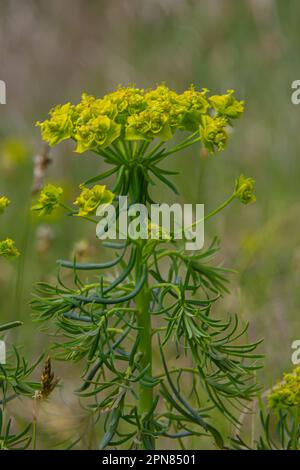 Zypressenspurz - Euphorbia cyparissias Spring blühendes Kraut. Stockfoto